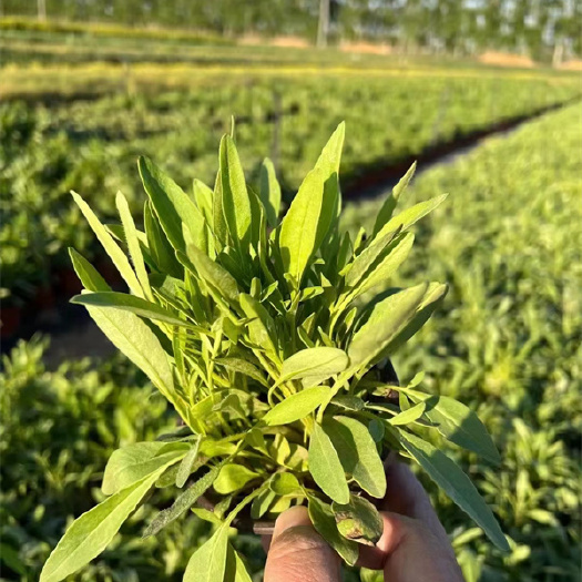 北京北京金鸡菊种植基地-批发金鸡菊杯苗