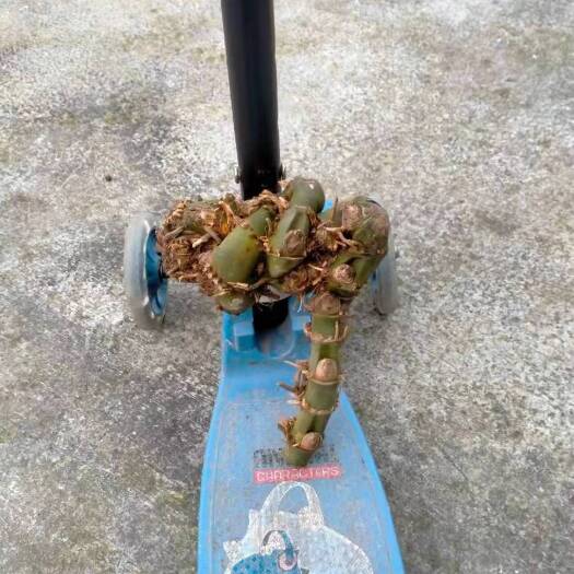 怀化竹根