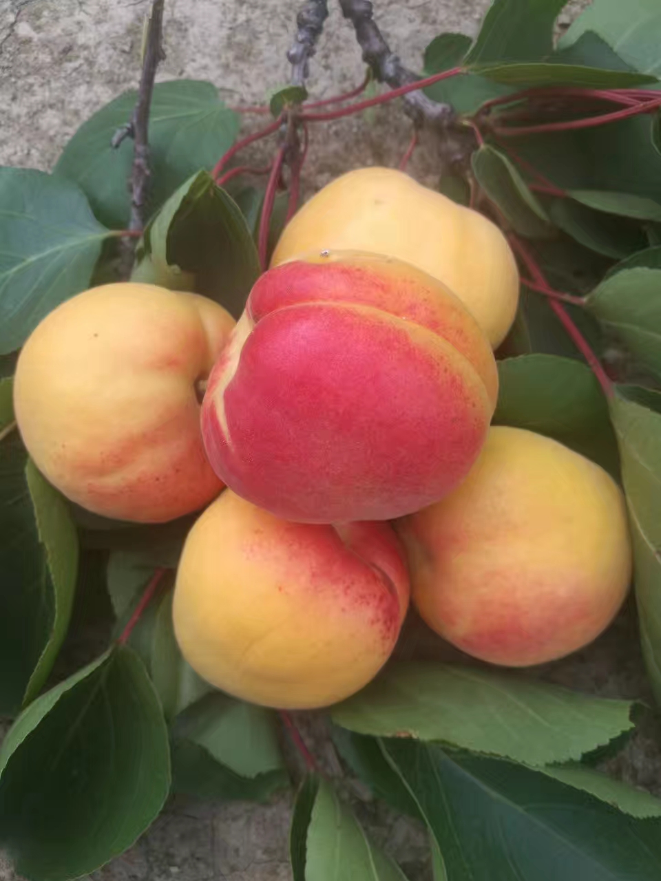 甘肃贵妃杏  大金杏