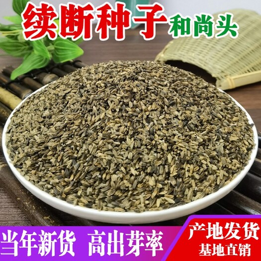 昆明【续断种子】中药材和尚头种子川续断苗云南续断籽新货