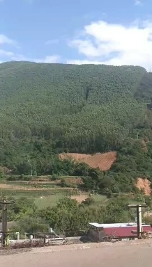 鹿寨县云南一万亩油桉木带地转包还有15年合同租金巳付清、