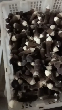 江华县鸡枞菌