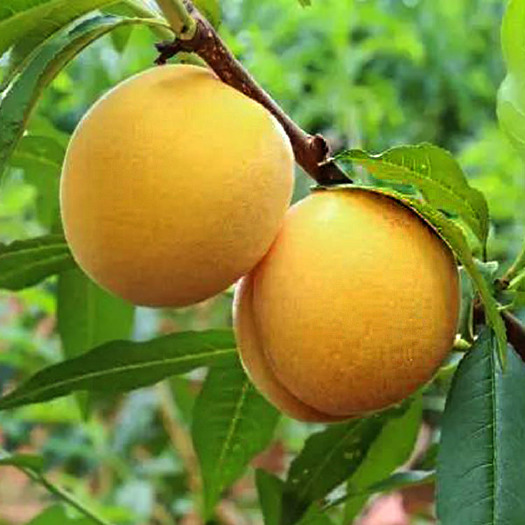 茶陵县锦绣黄桃 茶陵黄桃一级大果 新鲜采摘首批6月下旬熟