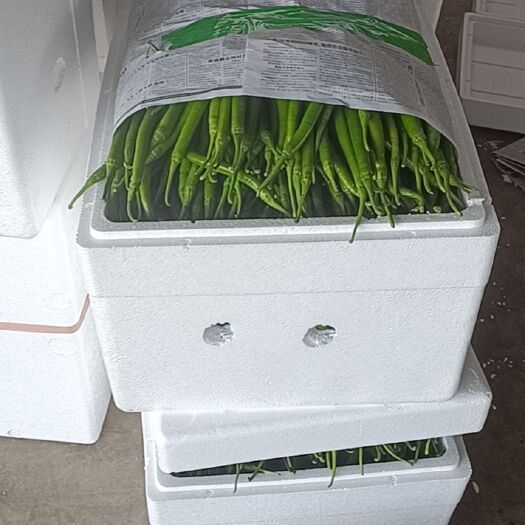 滦南县大量二荆条