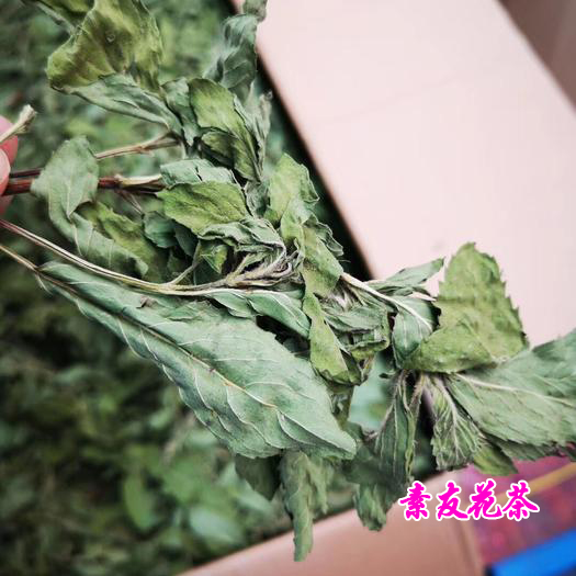 薄荷叶茶  薄荷叶批发 散装新货色绿干薄荷叶 全绿大量批发