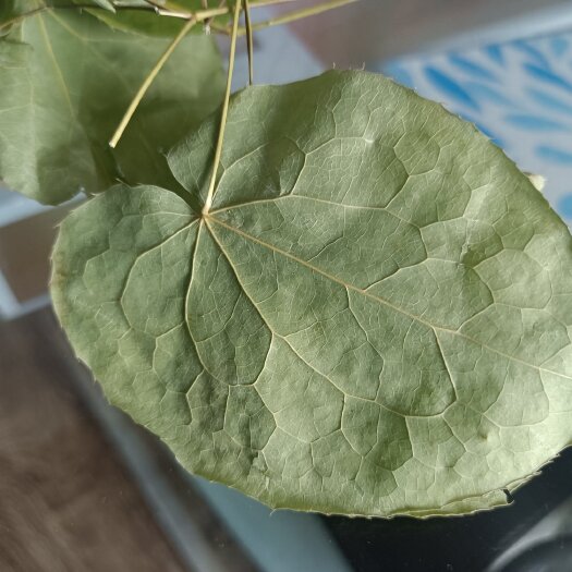 凤城市色泽绿，圆叶柔软，干，无杂质，苷含量0.4左右。辽宁淫羊藿。
