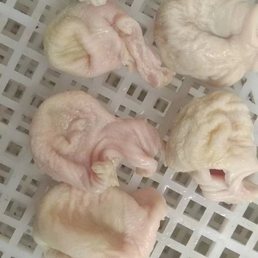 雞圓肚、大肉食雞圓肚 蛋雞圓肚