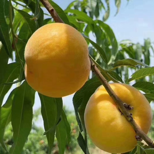 金黄后黄桃蒙阴蜜桃锦绣黄桃黄金蜜黄桃