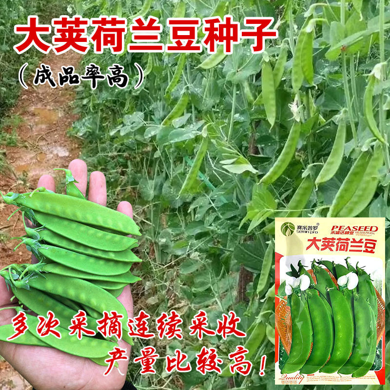 武汉大荚荷兰豆种子 中早熟白花豌豆菜豆青荚农家蔬菜种子100克