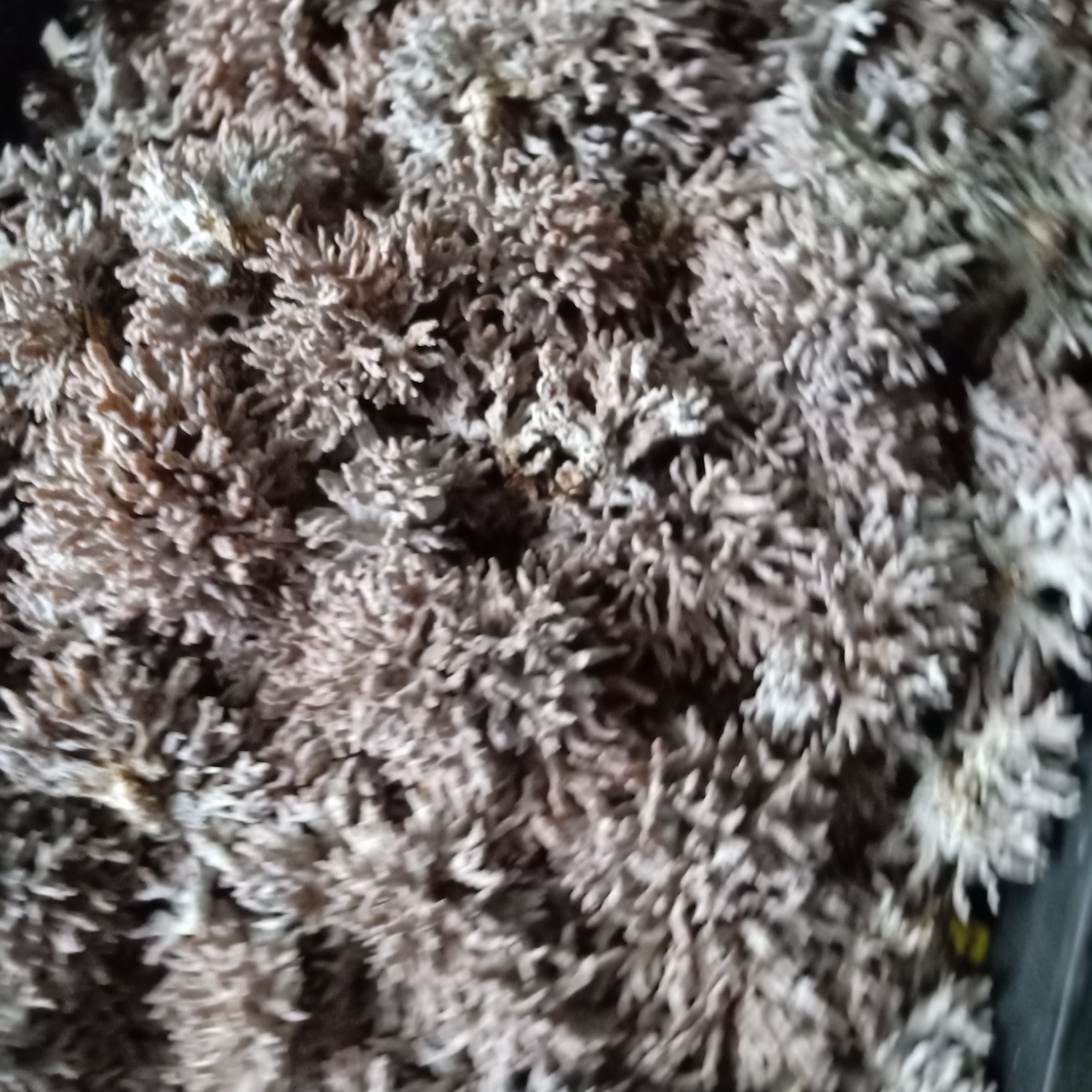 慶元縣珊瑚菌