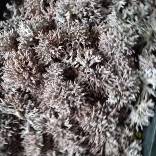 珊瑚菌