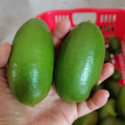 香水柠檬   香水柠檬   海南香水柠檬  无籽青柠檬