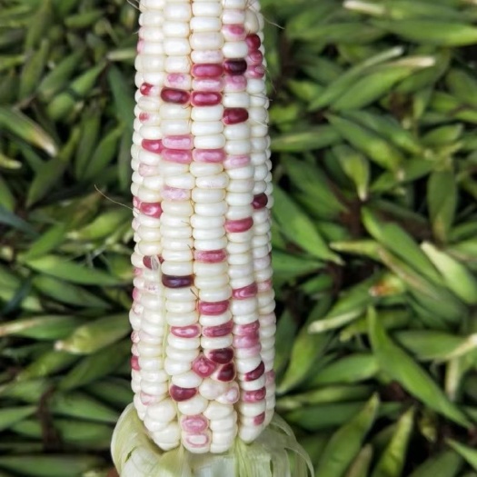 沛县小花玉米