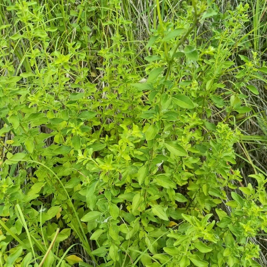 牛至味香2024荆芥整棵青绿色新货自然晒干无硫熏批发零售