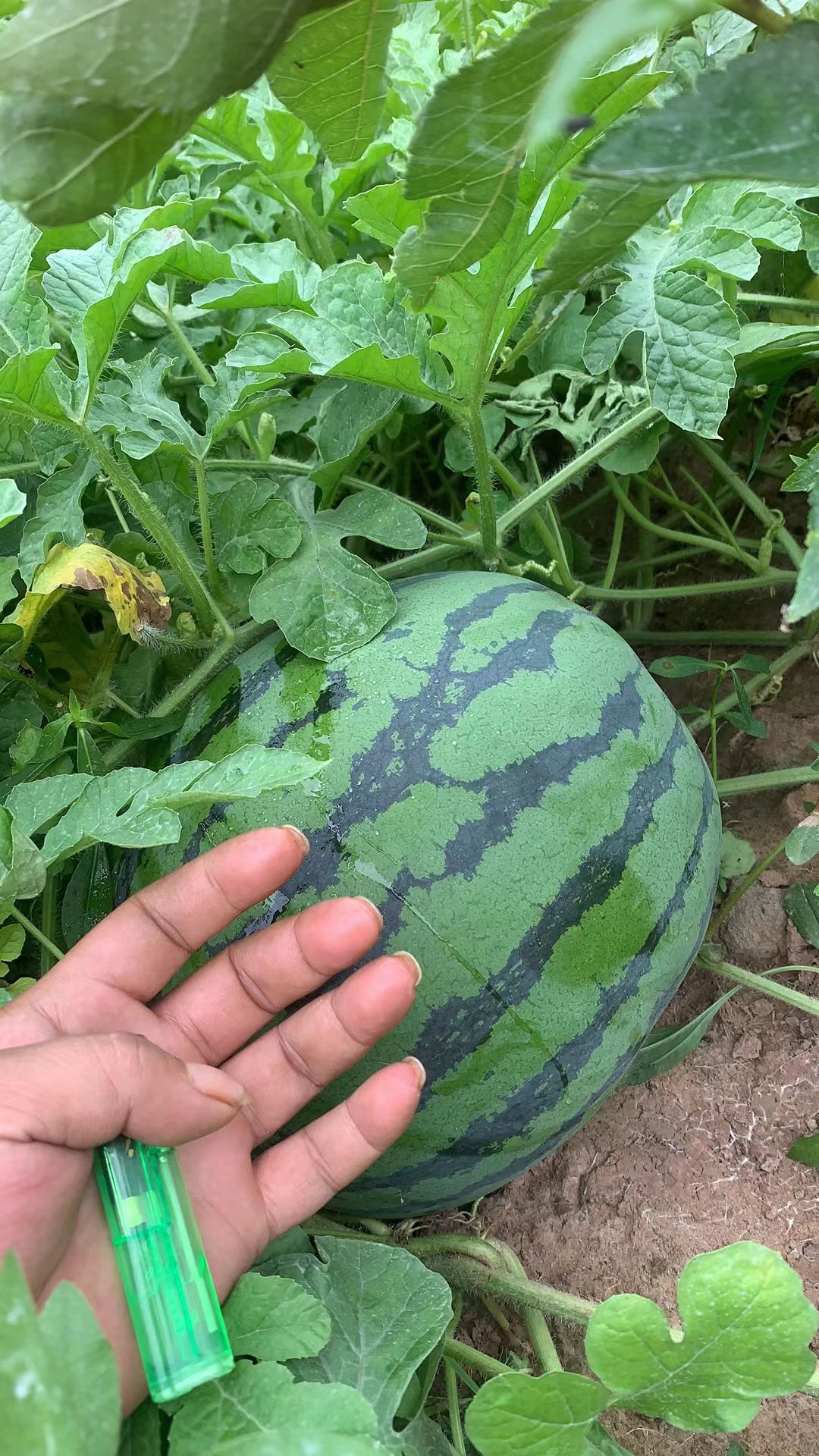 西瓜！露天西瓜，大量上市了！皮薄汁水足！糖度十三个包开包售后