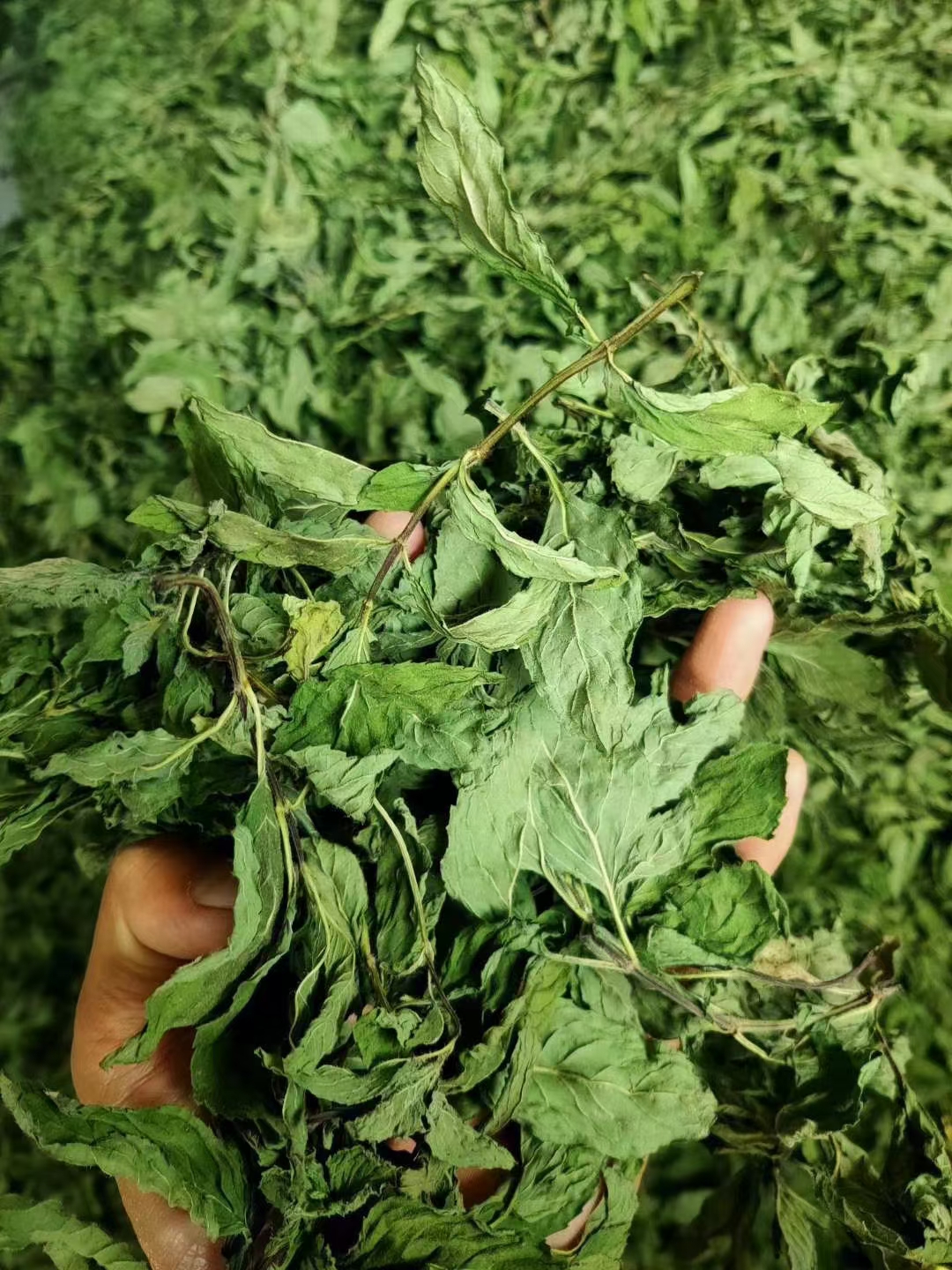 薄荷叶茶  薄荷叶批发 散装新货色绿干薄荷叶 全绿大量批发