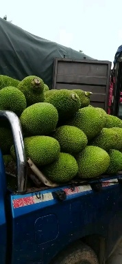 保亭县菠萝蜜