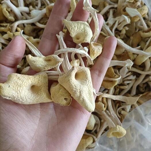 济南榆黄菇(榆黄蘑、鸡油菌)干品，单叶干品
