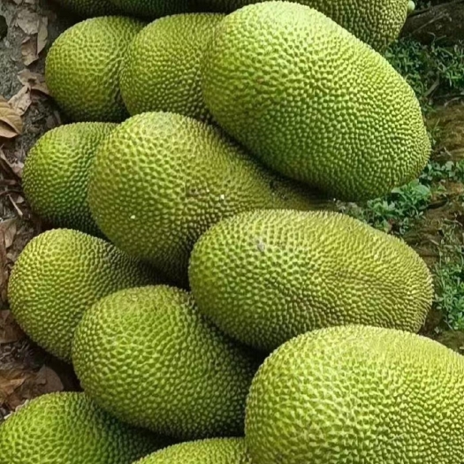 万宁市海南菠萝蜜吃了甜甜蜜蜜
