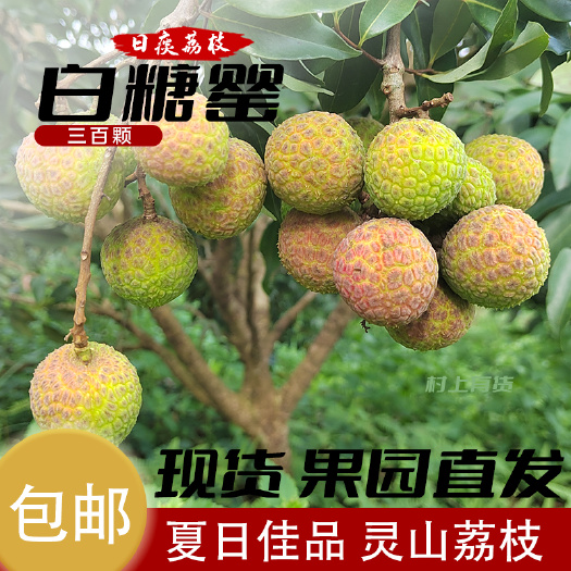 灵山县广西灵山县白糖罂荔枝果园采摘直发专车冷链电商代发