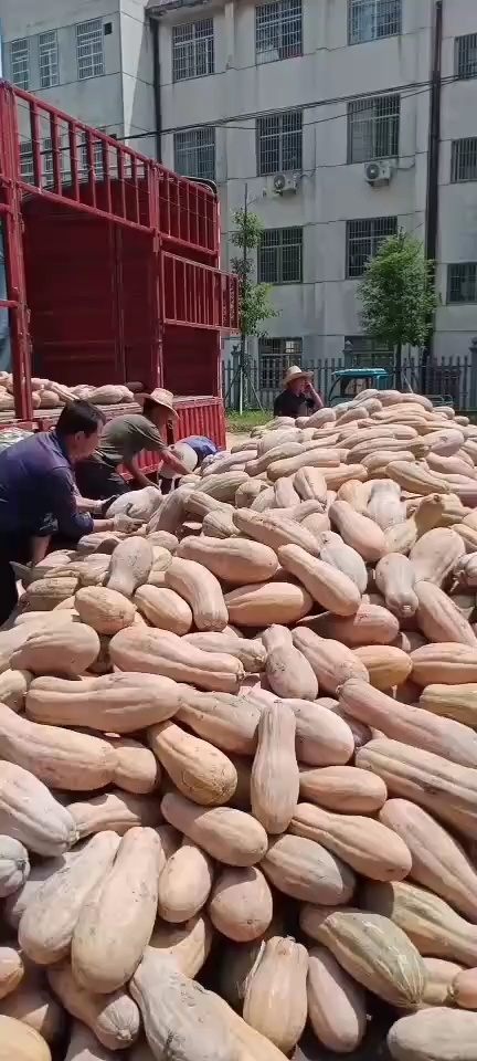 湖北基地出售精品各类品种南瓜，有需要的可以联系我。