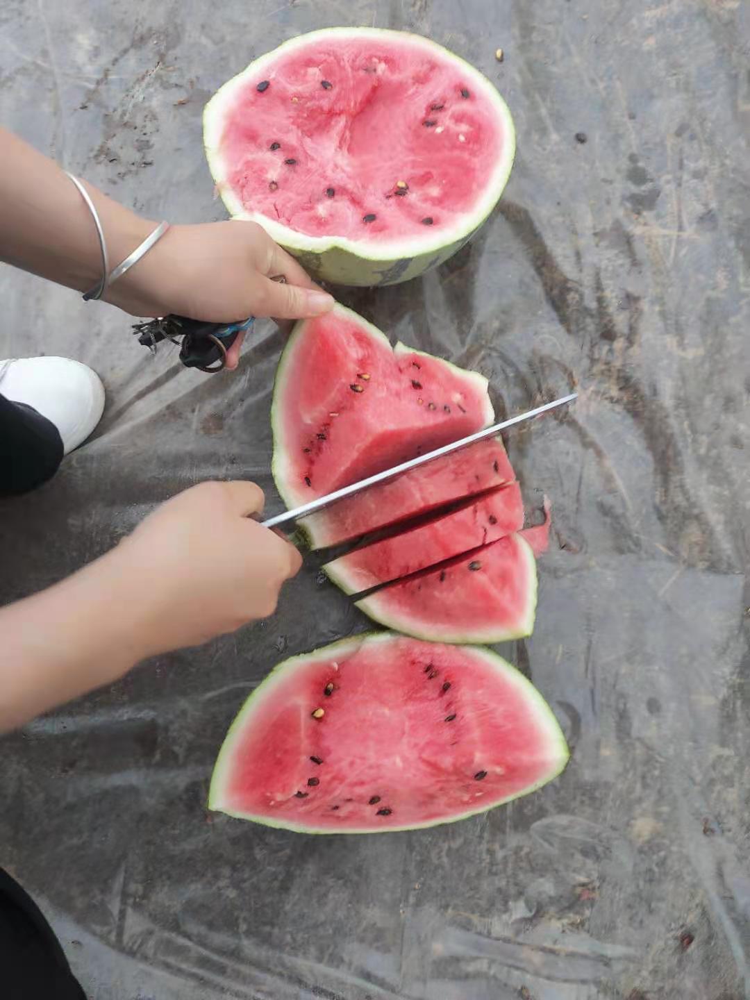 西瓜！露天西瓜，大量上市了！皮薄汁水足！糖度十三个包开包售后