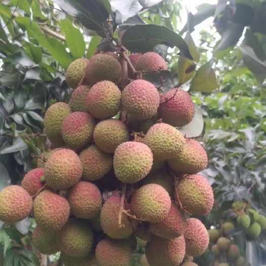 灵山县妃子笑荔枝