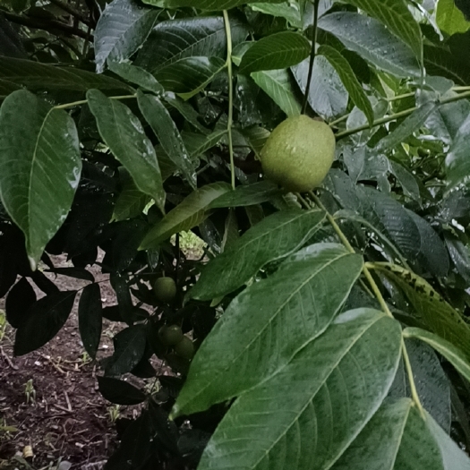 盐源县青皮核桃