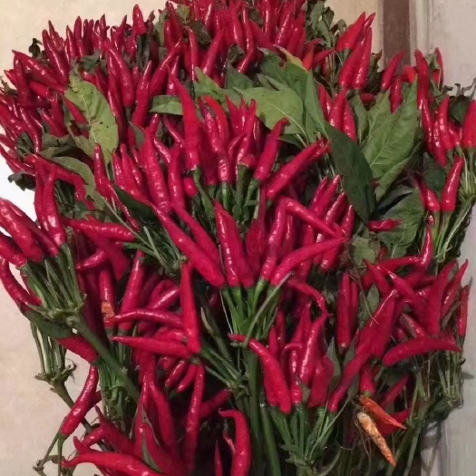 环县朝天椒
