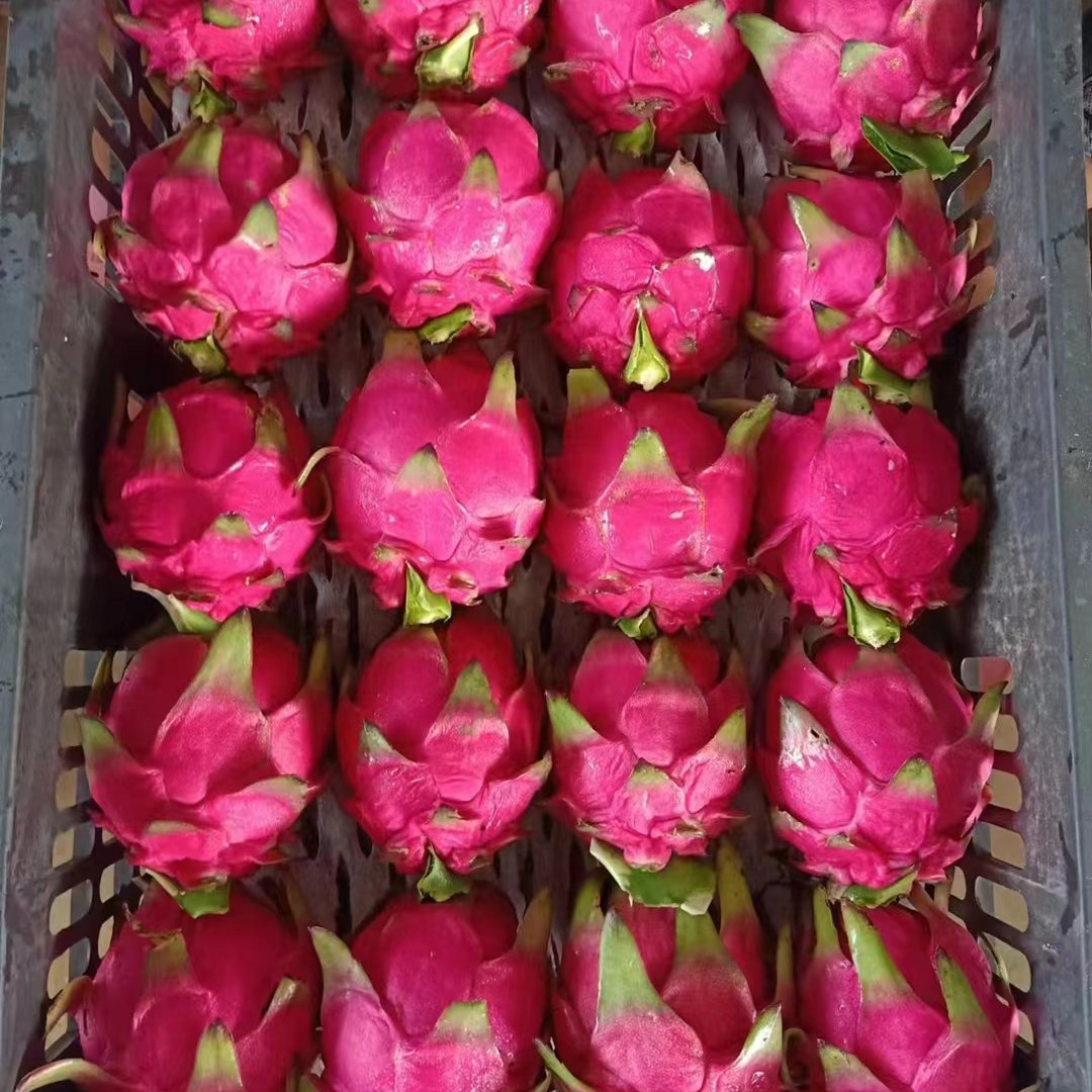 海南金都一号红心火龙果，欢迎各位老板订货