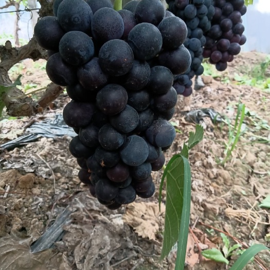 商丘夏黑葡萄，香甜可口