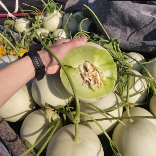 莘县玉菇