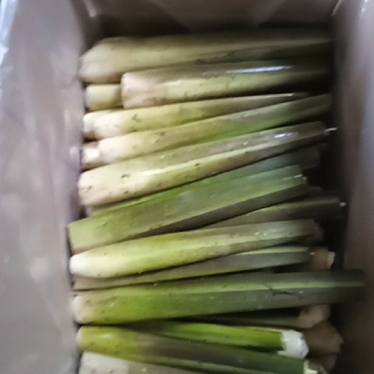 广德市精品茭白大量供应