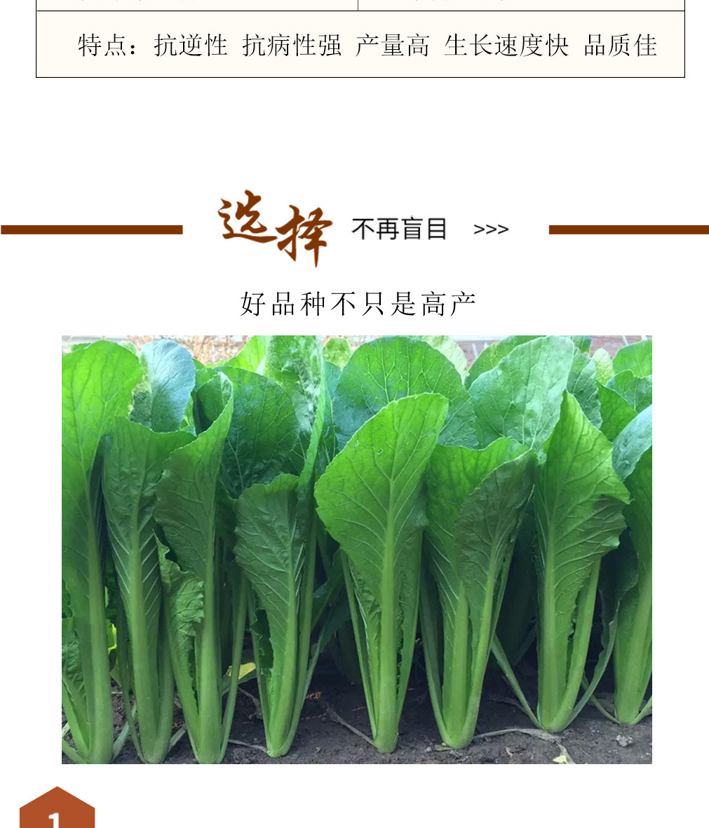 上海青种子 青梗小白菜 青快菜