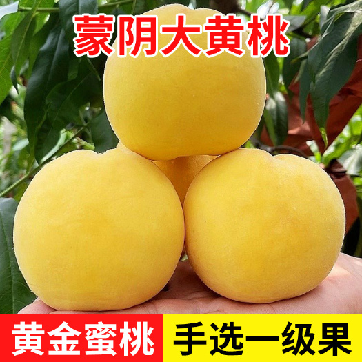 蒙阴县山东蒙阴黄桃黄油桃产区一件代发承接各大平台货源稳定价格合理
