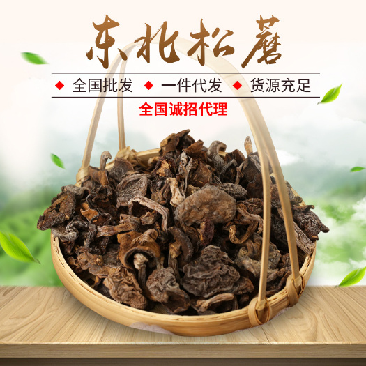 松树伞，大量，东北特产