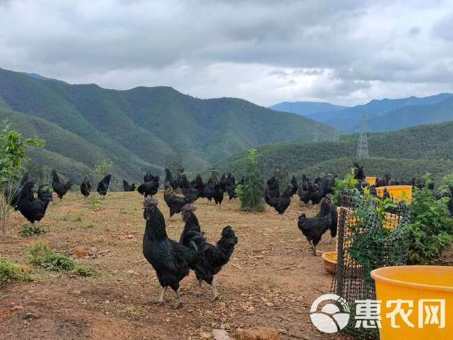 放养跑山鸡