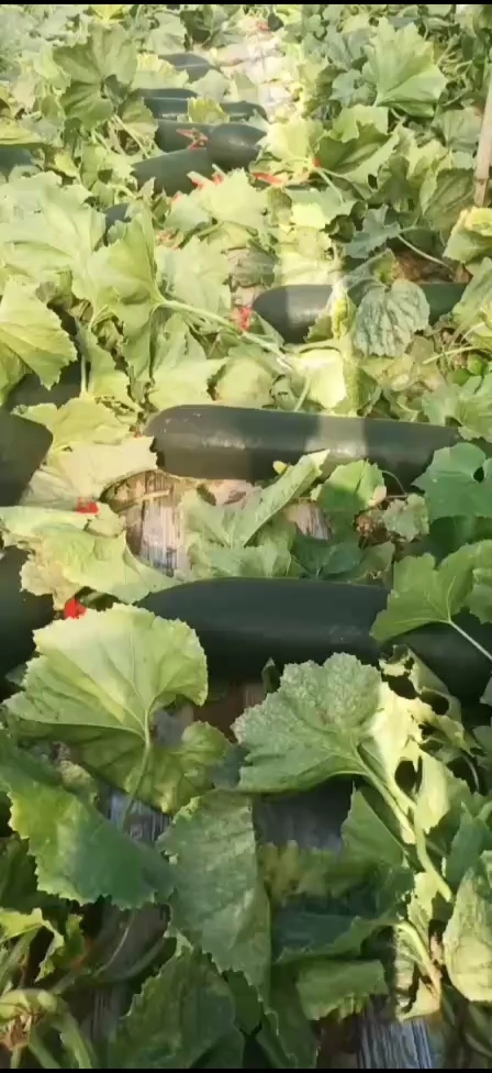 保定黑皮冬瓜 黑皮吊东瓜大量供应中，有需要货源的客户请到我村来收
