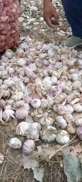 宁陵县宁陵天路蒜业大量供应优质蒜米料，上货量大，日供货量200吨
