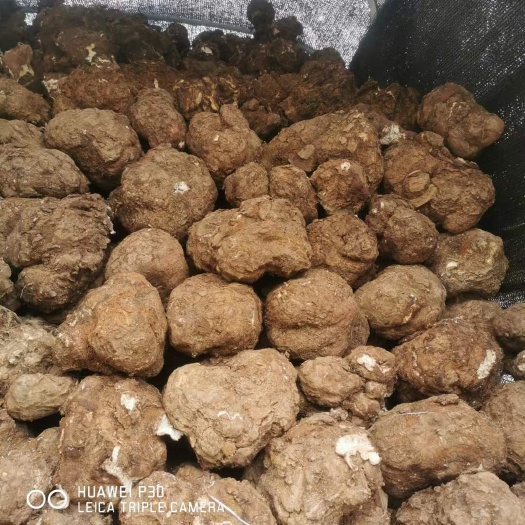 楚雄市云南精品鲜茯苓，现挖，无破损，无污染，无残留，保持鲜新。