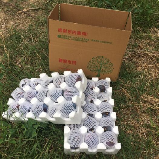 周至县黑布林李子黑巨力黑琥珀黑宝石李子
