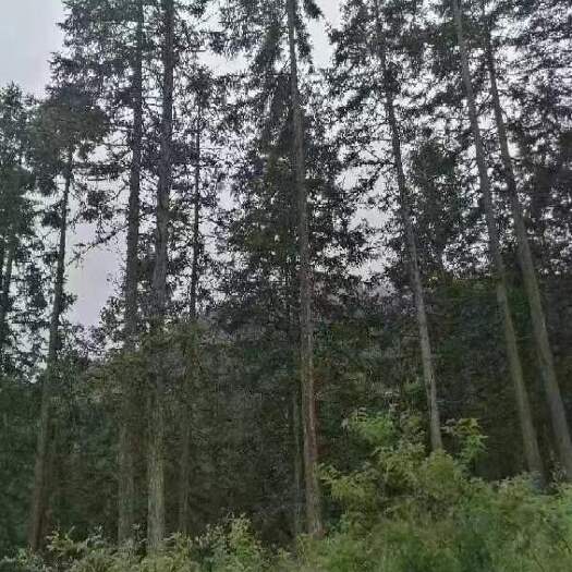 昭通杉树