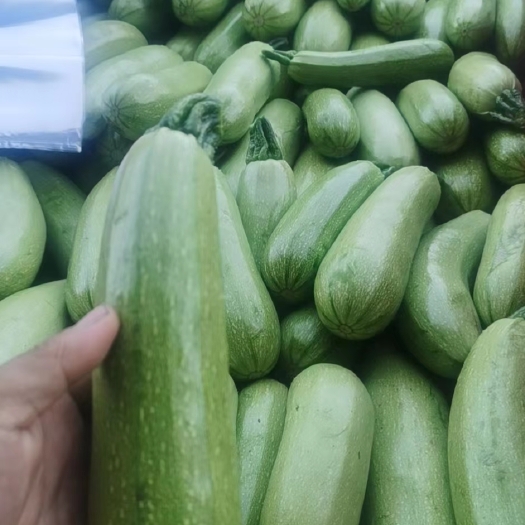 长治西葫芦