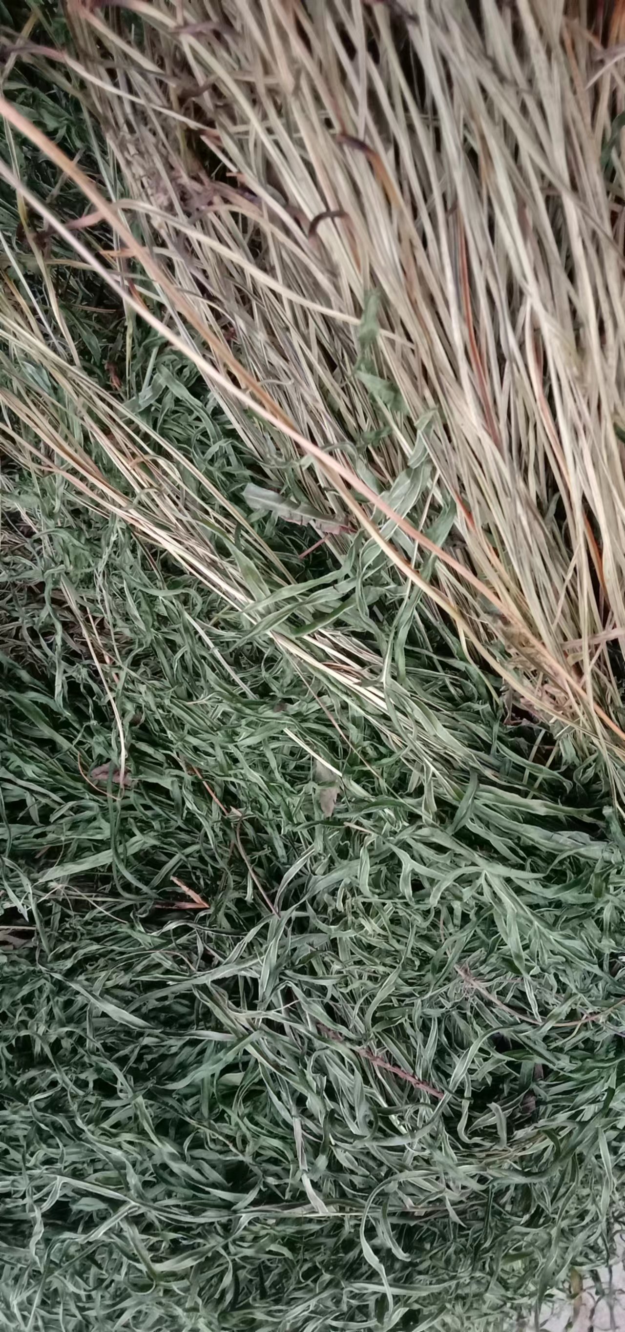 凤尾草井边栏2022新货自然晒干无硫熏批发零售