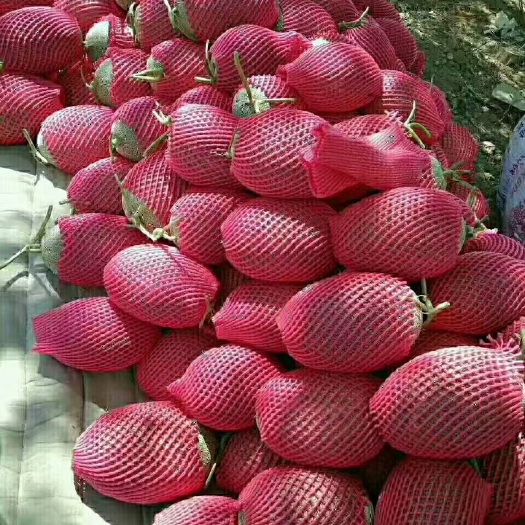 伽师县新疆哈密瓜