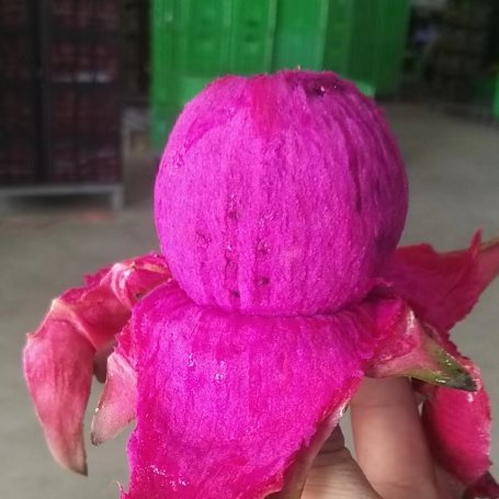 海南金都一号红心火龙果，欢迎各位老板订货