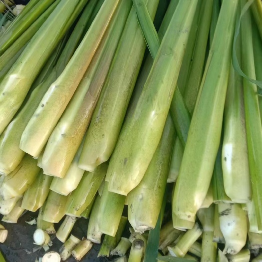 上海茭白