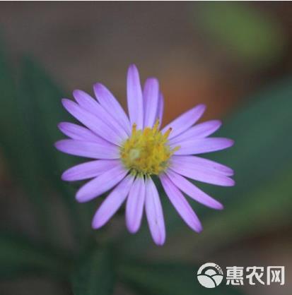 多年生花籽宿根种子花庭院花草子荷兰菊耐寒花种喜阴花草种子