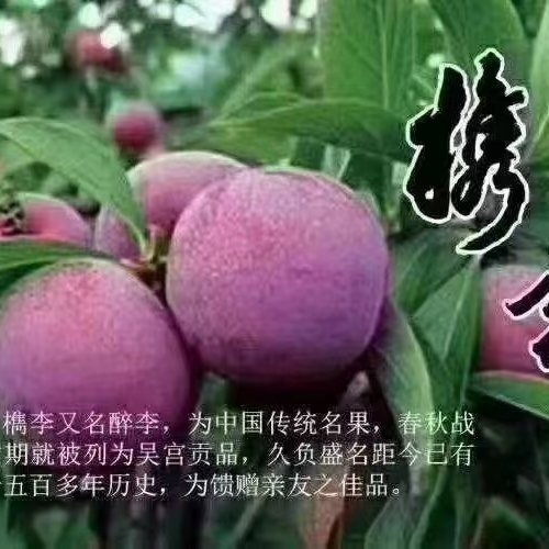 桐乡市一年一度的水果中的爱玛仕醉李开始售卖中有需要品尝可以一件代发