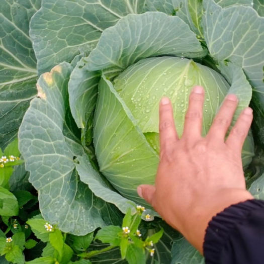 宾阳县金丰一号平包菜